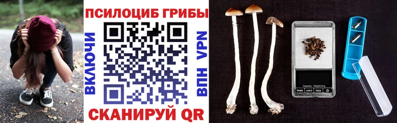 Купить где  Чайковский  Псилоцибиновые грибы Magic Shrooms 